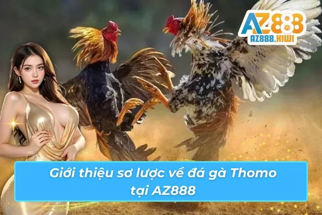 Một vài thông tin cơ bản về hình thức đá gà tại đấu trường Thomo